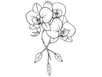 Wandtattoo Orchideenbouquet Motivansicht